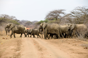 Most Popular Safari Uganda