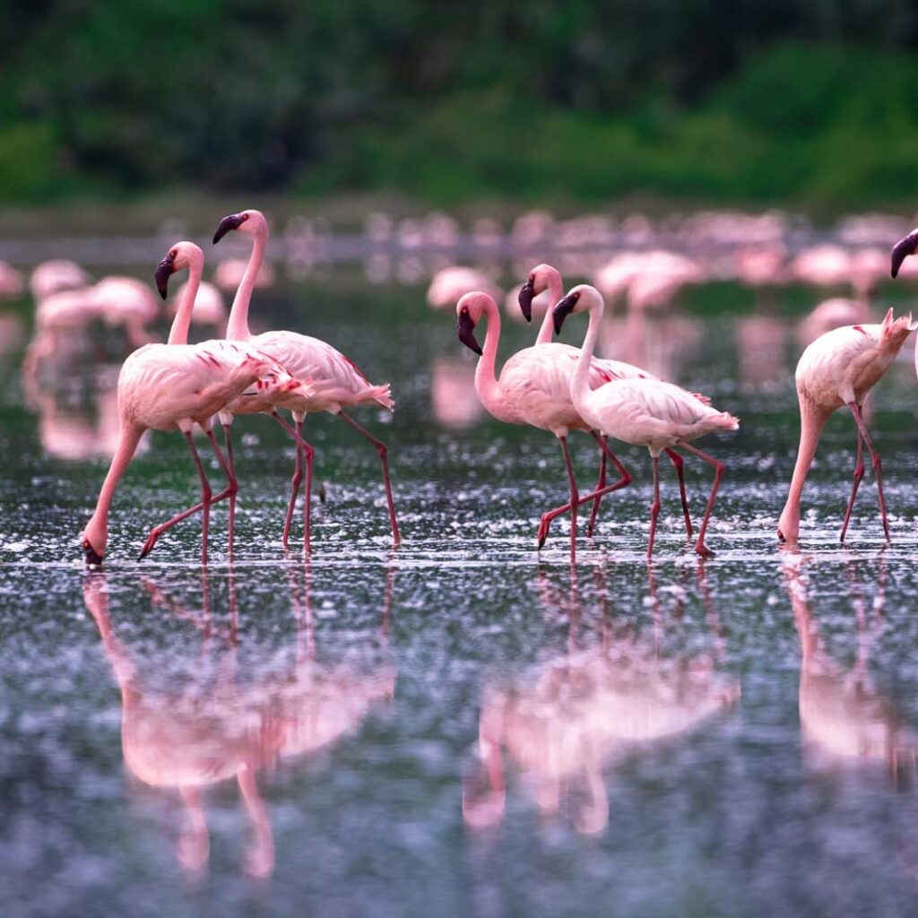 Luxury Tanzania Honeymoon