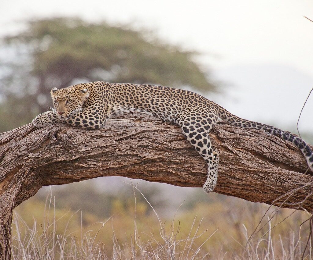 Complete guide for your safari in Tanzania