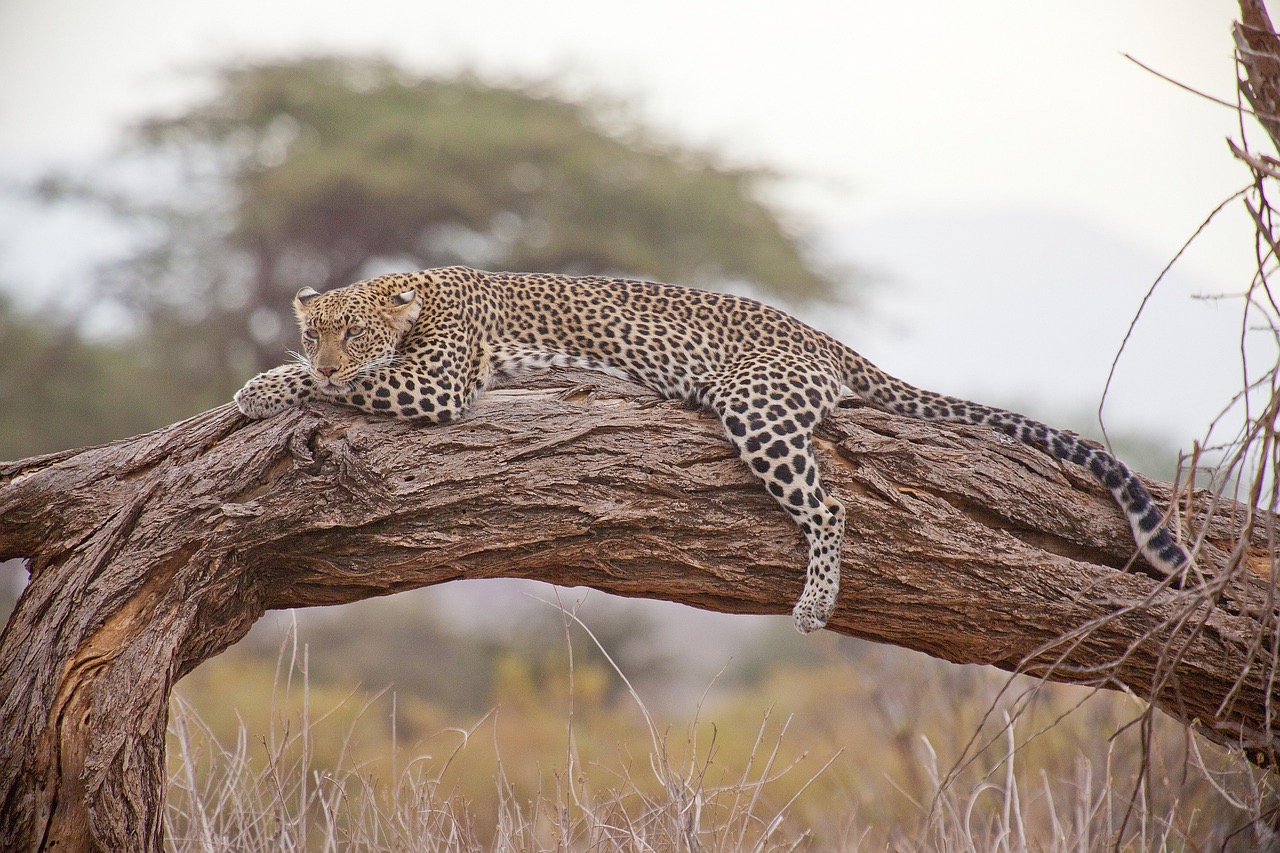 Complete guide for your safari in Tanzania