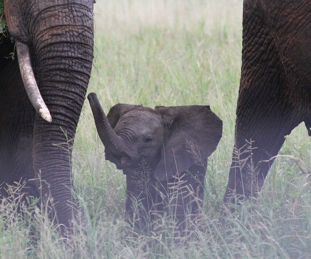 Kenya and Tanzania Safari
