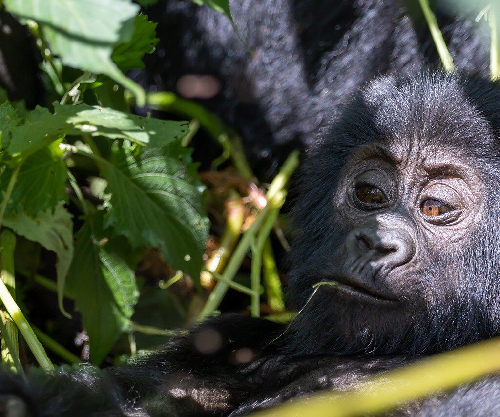 Travel guide Uganda