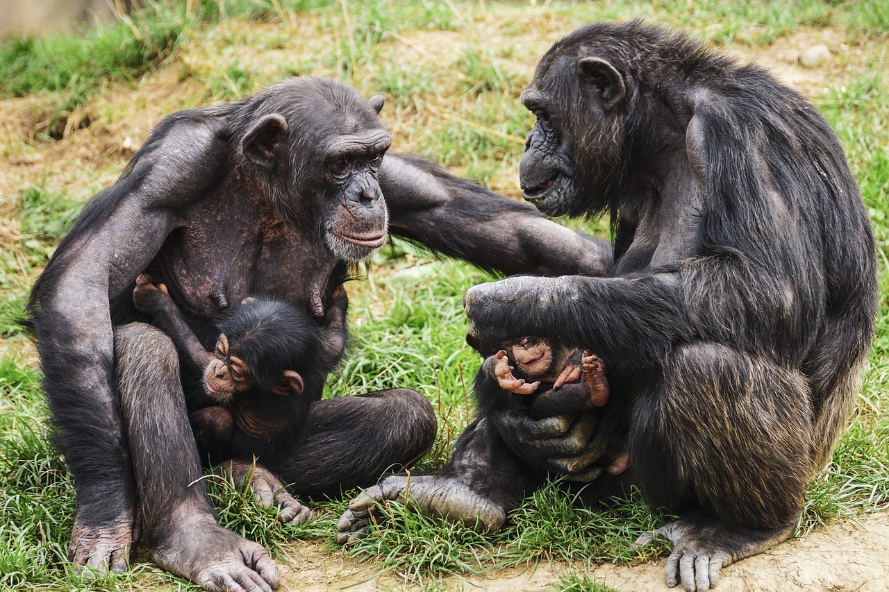 Gorilla-Chimpanzee expedition Uganda