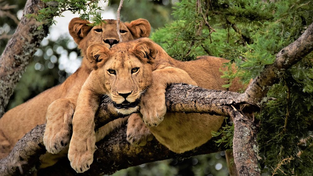 Most Popular Safari Uganda
