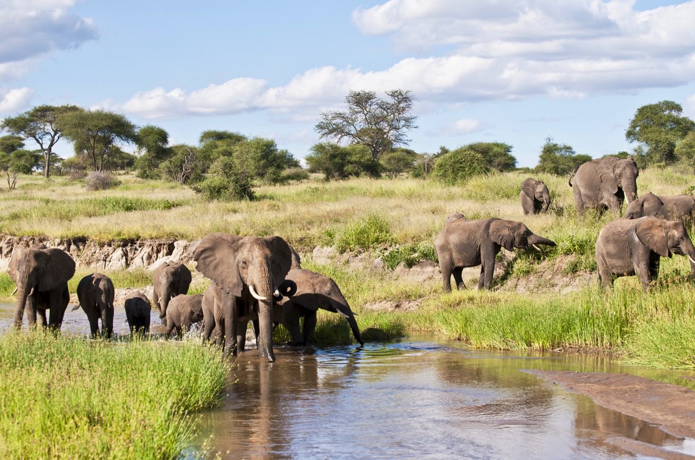 Safari from Zanzibar
