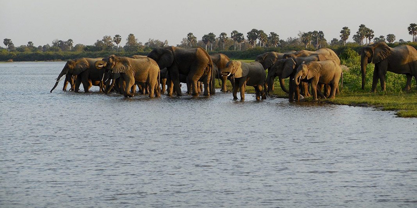 Safari in Nyerere National Park
