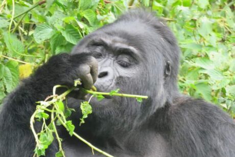Gorilla Uganda
