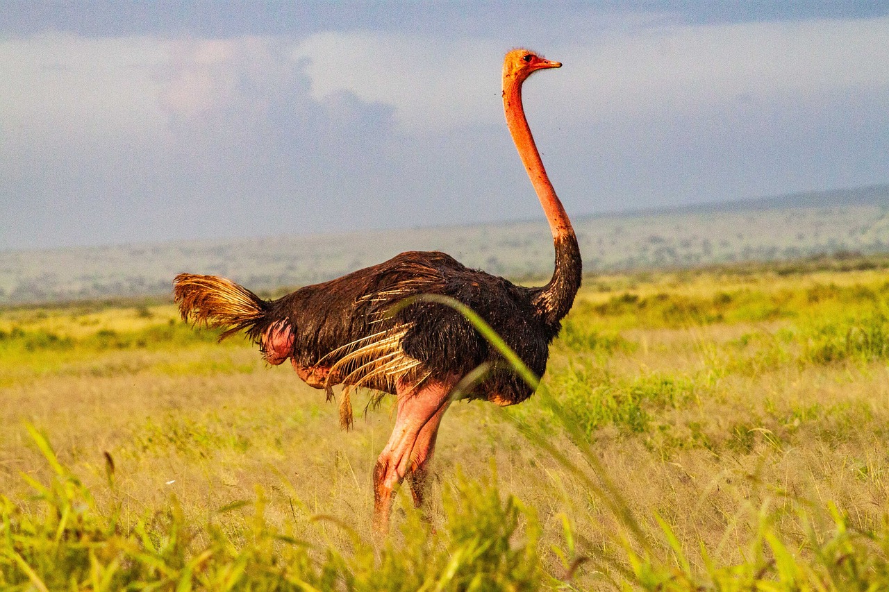 Ostrich Tanzania