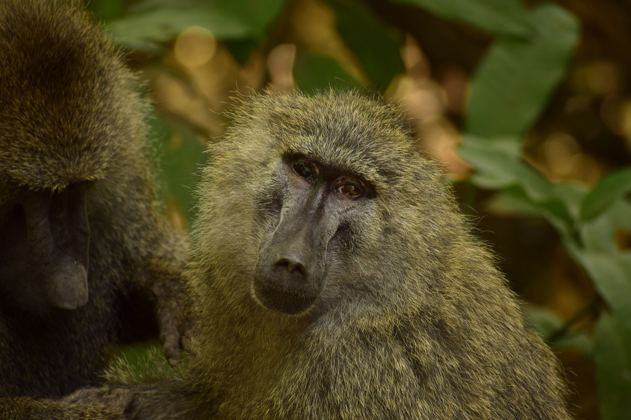 Tarangire
