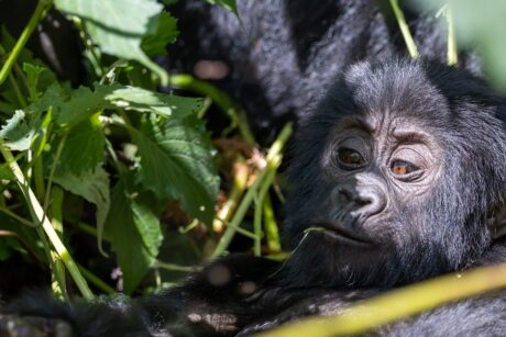 Gorilla Trekking Uganda