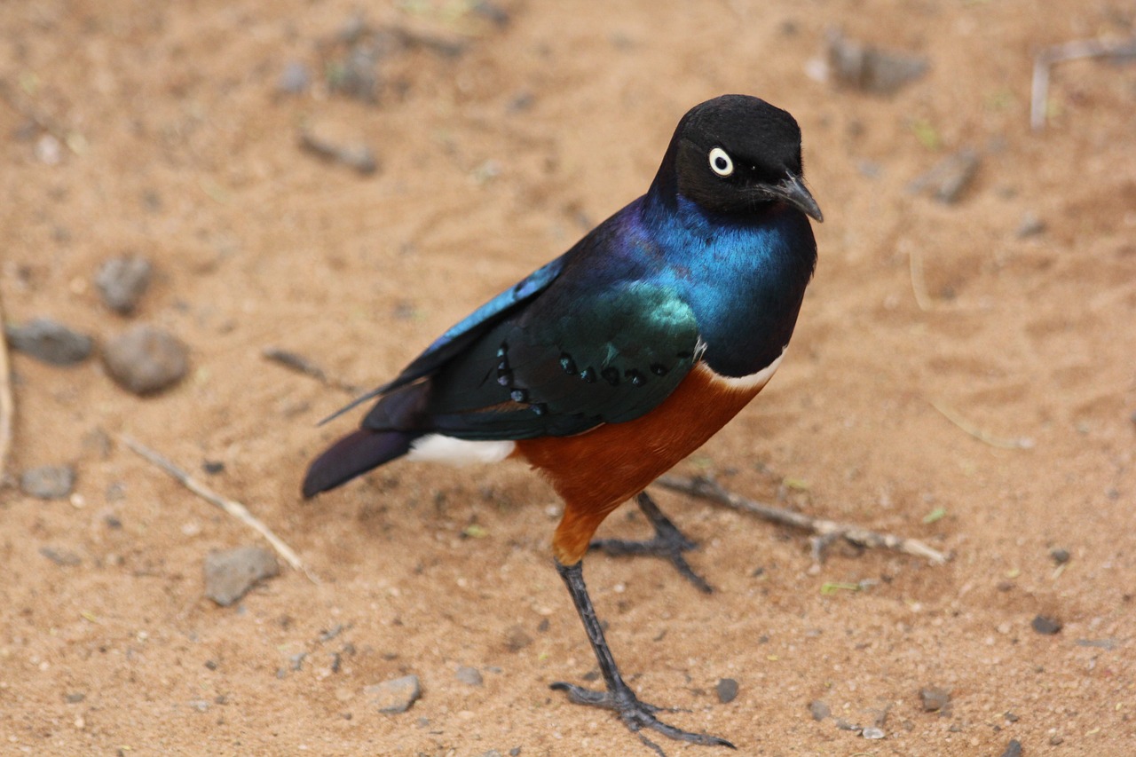Bird Tanzania
