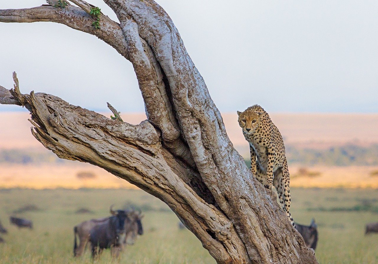 Luxury Safari Northern Tanzania