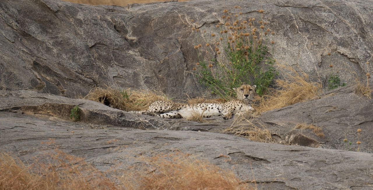 Tailor-made African safaris Tailor-made African safaris