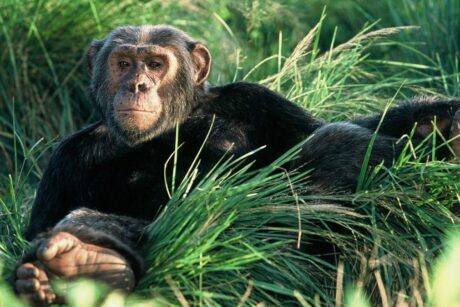 Most Popular Safari Uganda
