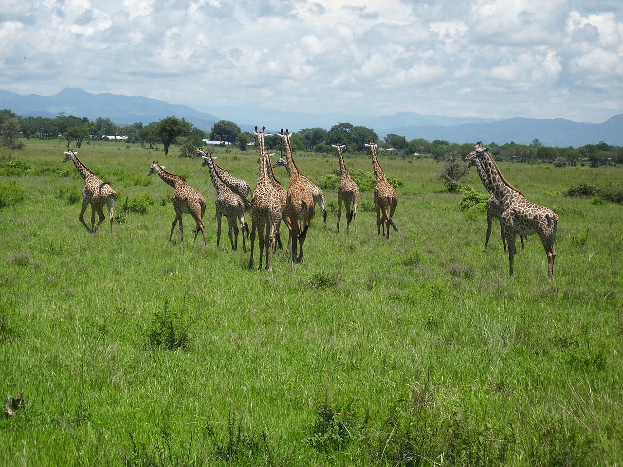 Nyerere and Mikumi Safari