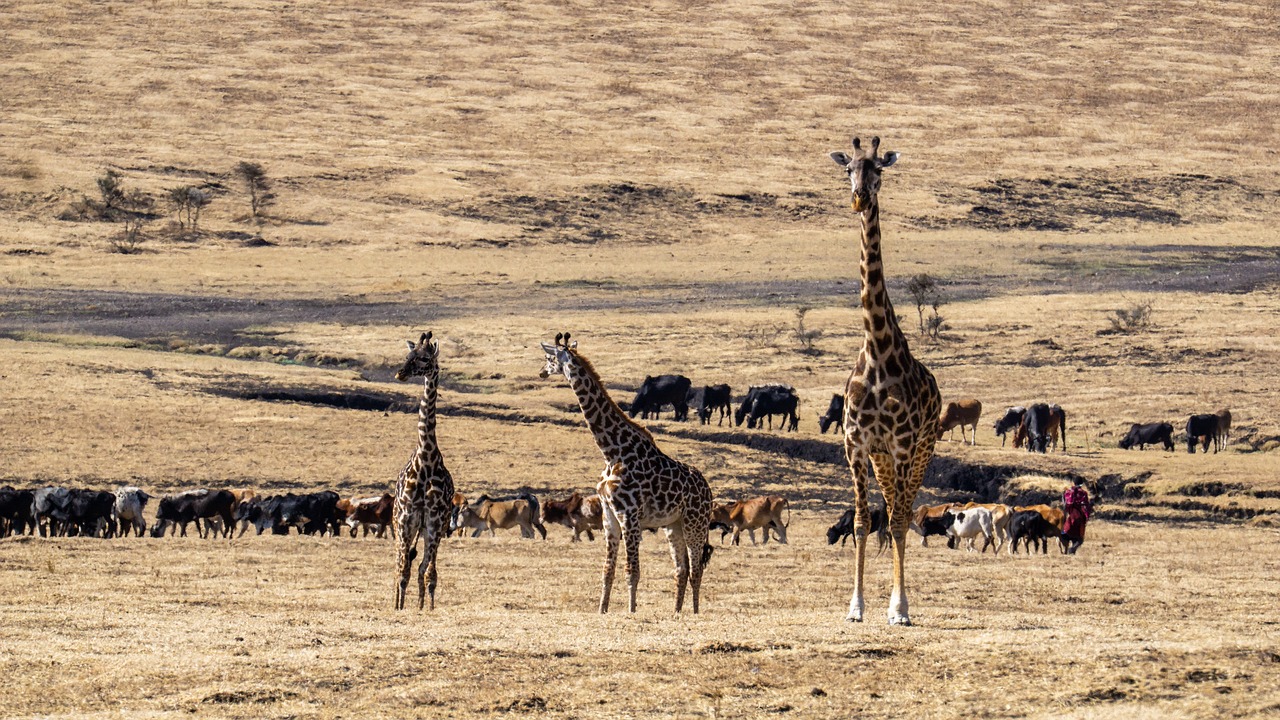 Giraffes Serengeti