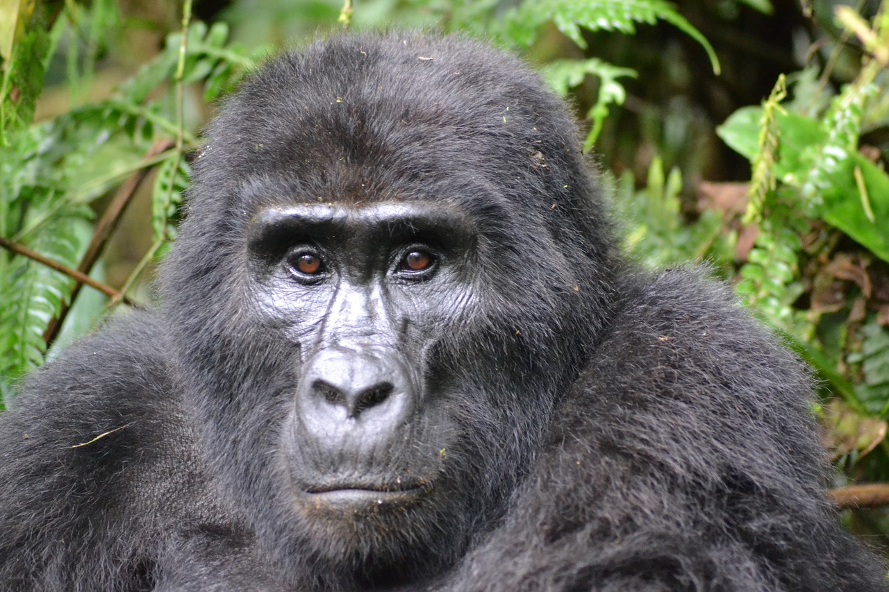 Tailor-made African safaris Tailor-made African safaris
