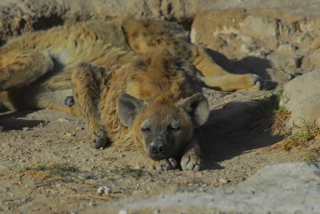 Luxury Safari Northern Tanzania