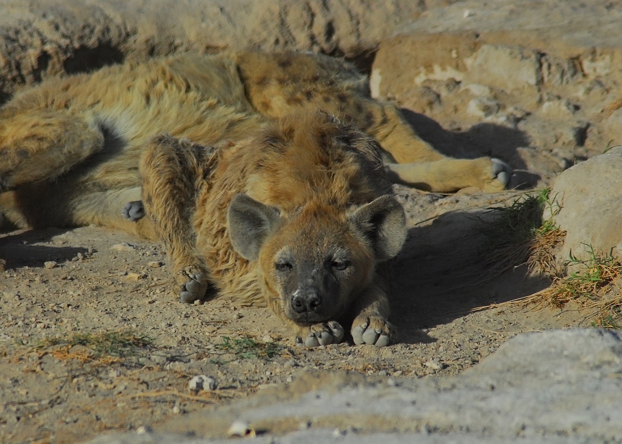 Luxury Safari Northern Tanzania