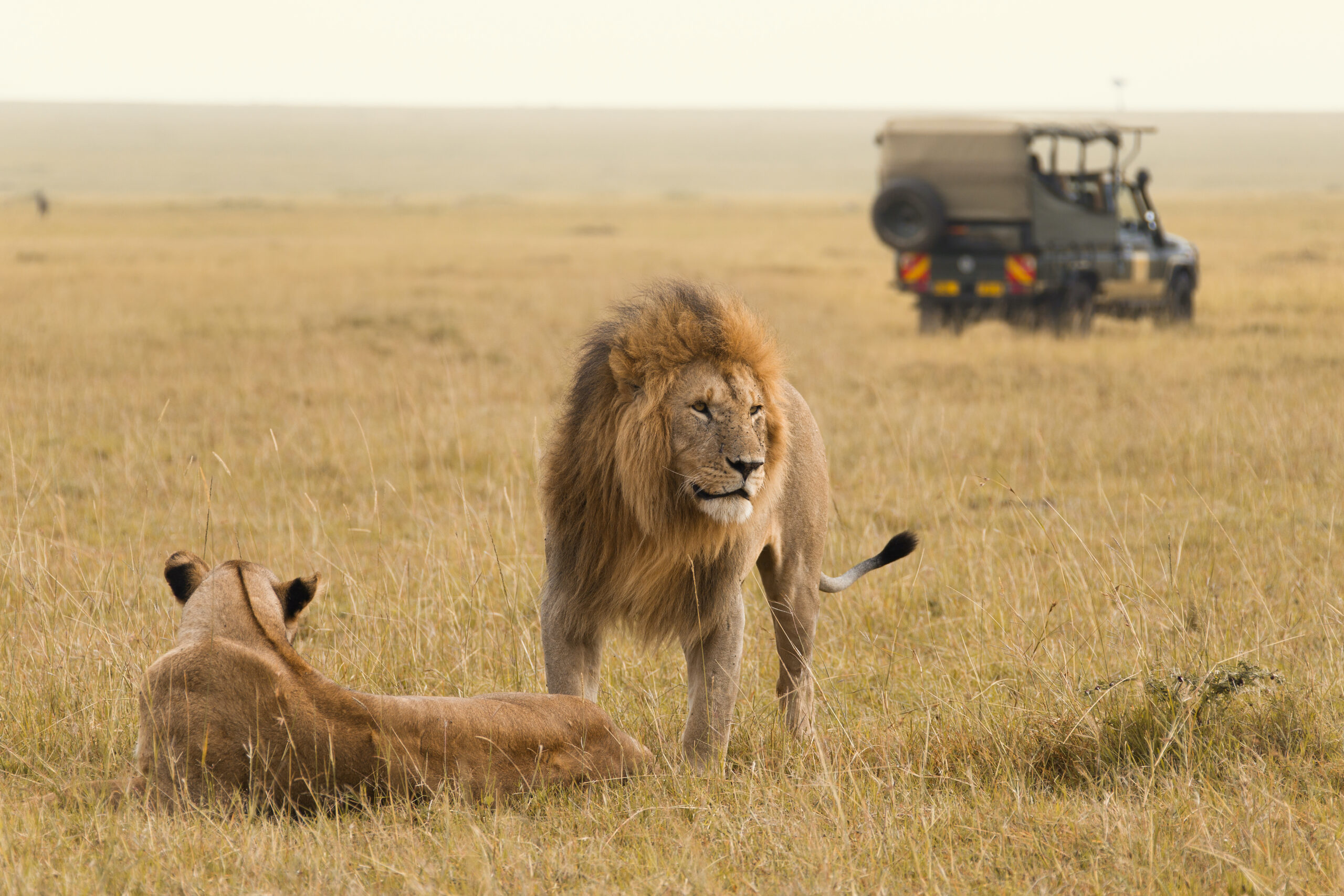 Budget Twin Migration Kenya