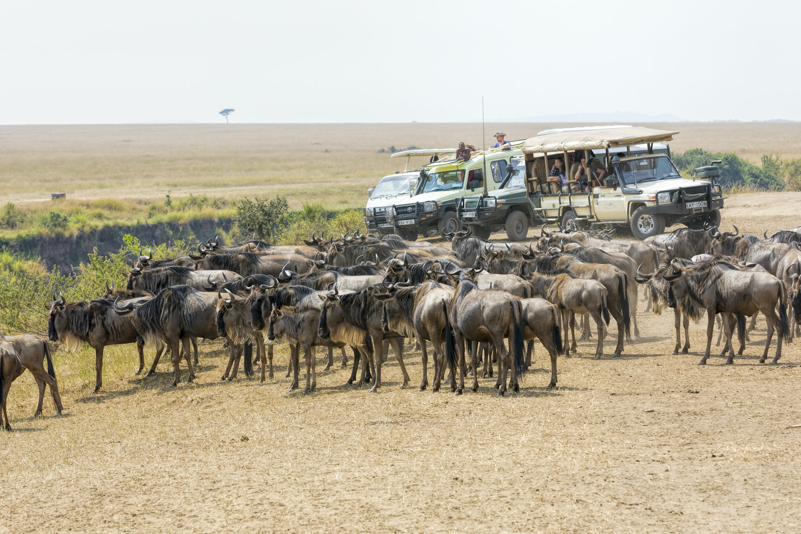 Budget Twin Migration Kenya