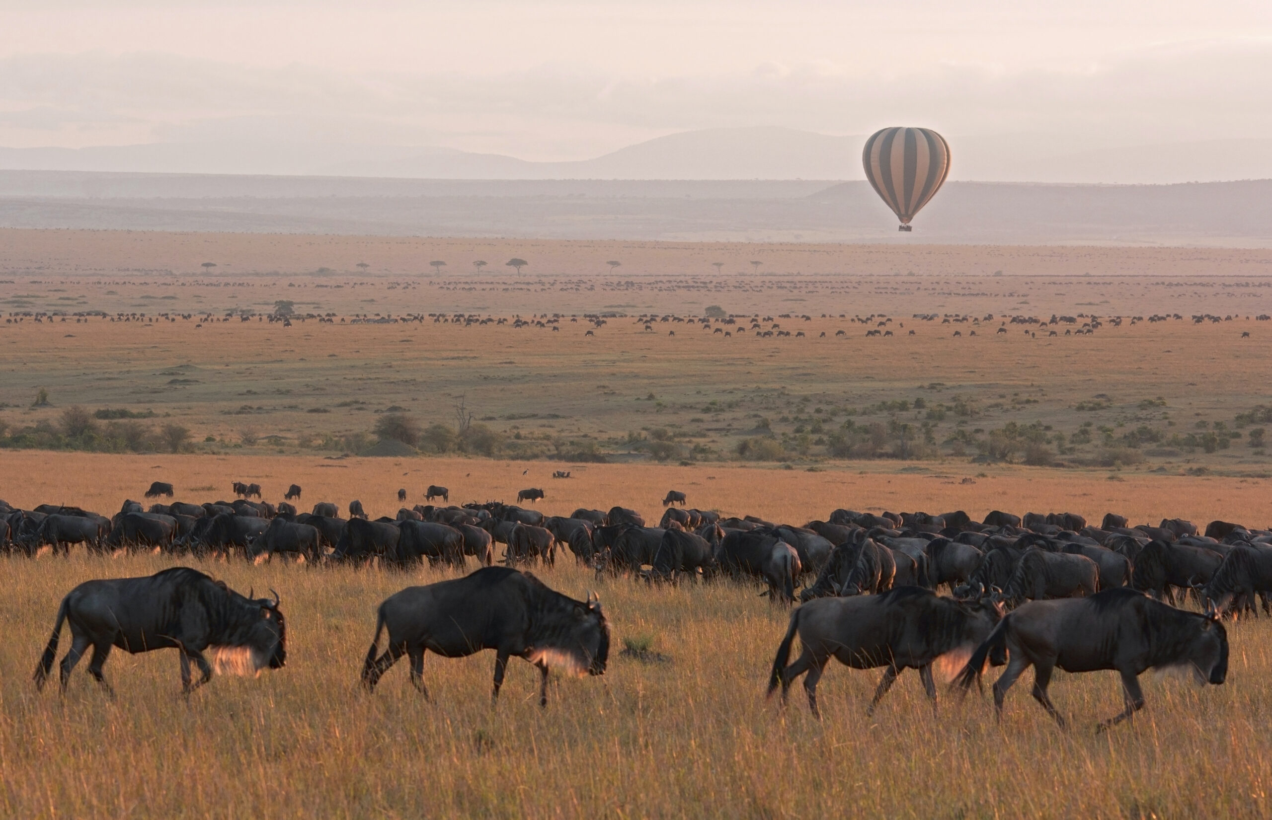 Budget Twin Migration Kenya