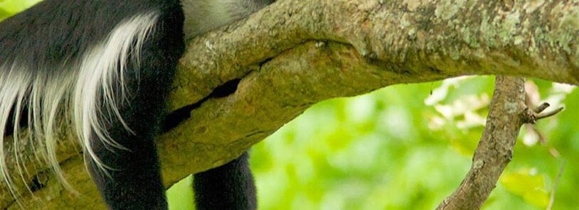 Arusha National Park