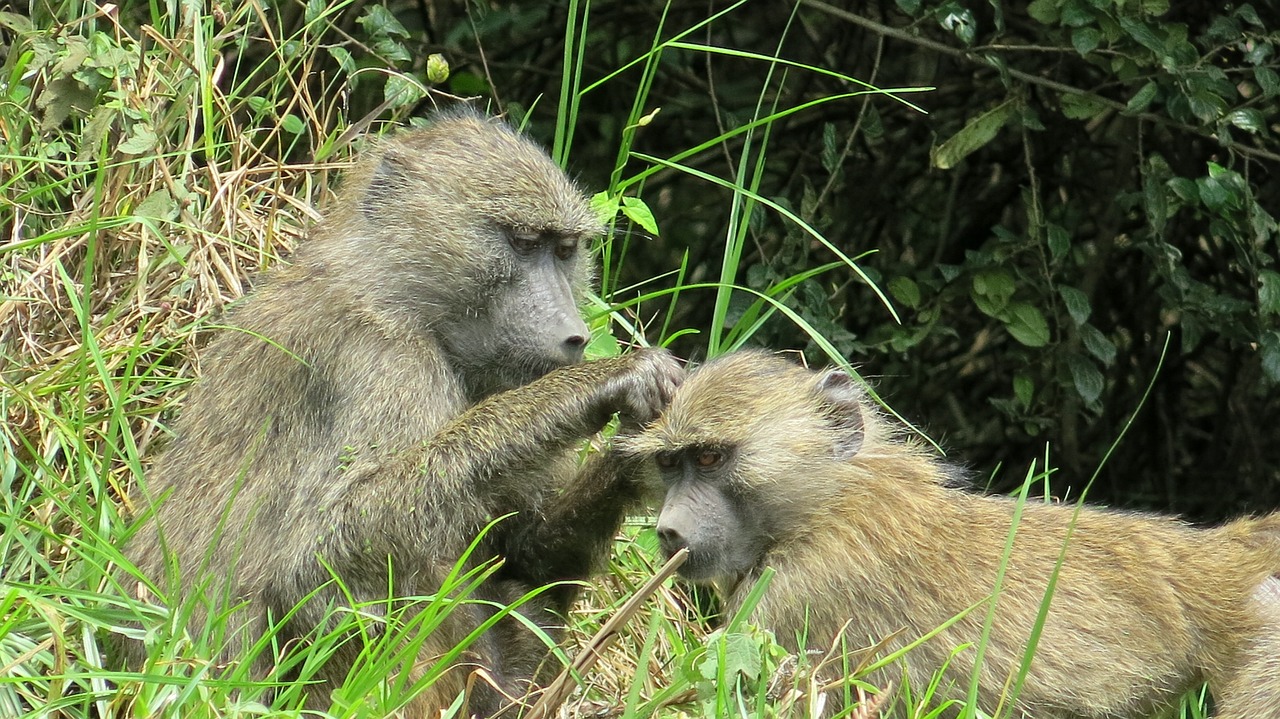 Nyerere and Mikumi Safari