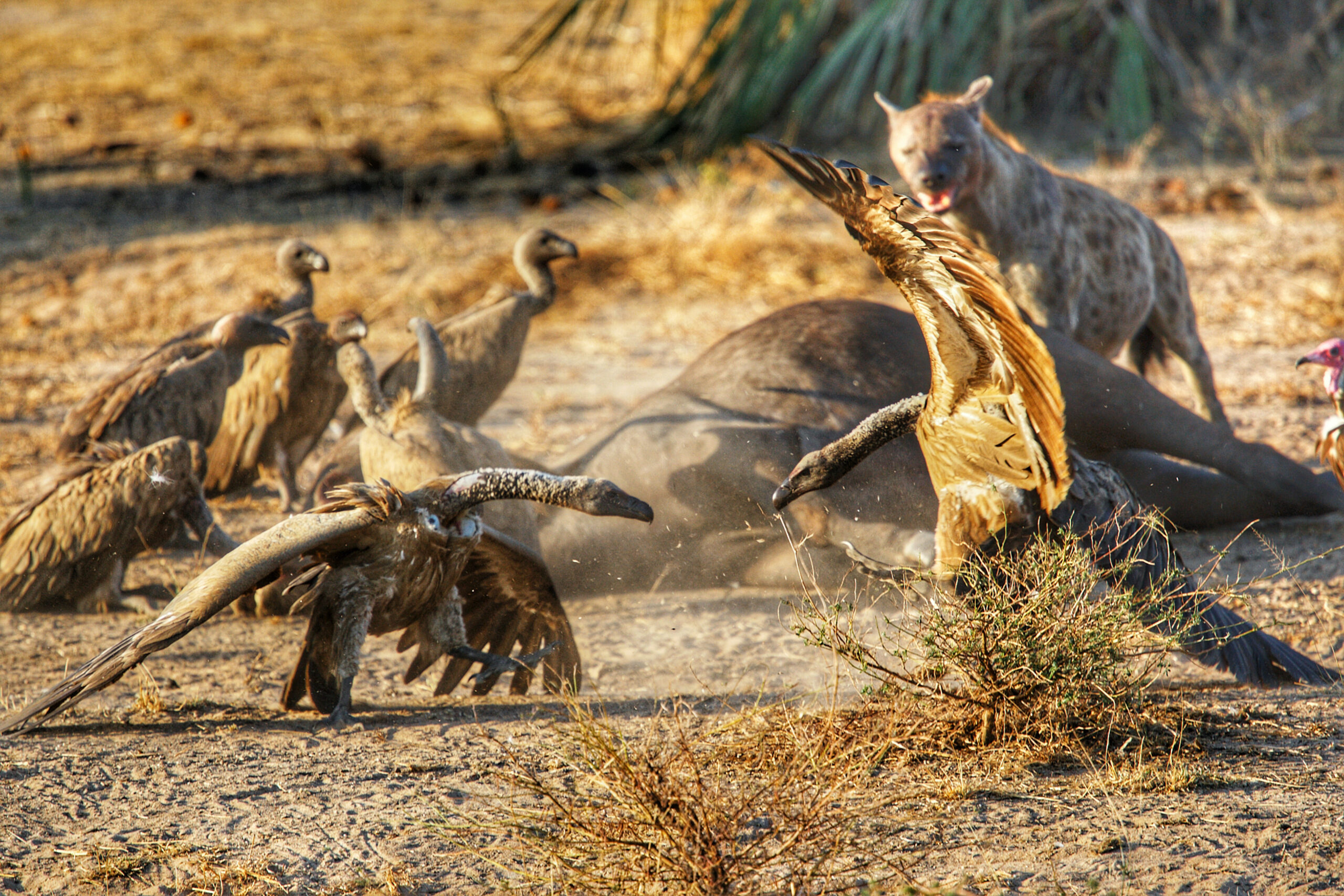 Safari in Nyerere National Park