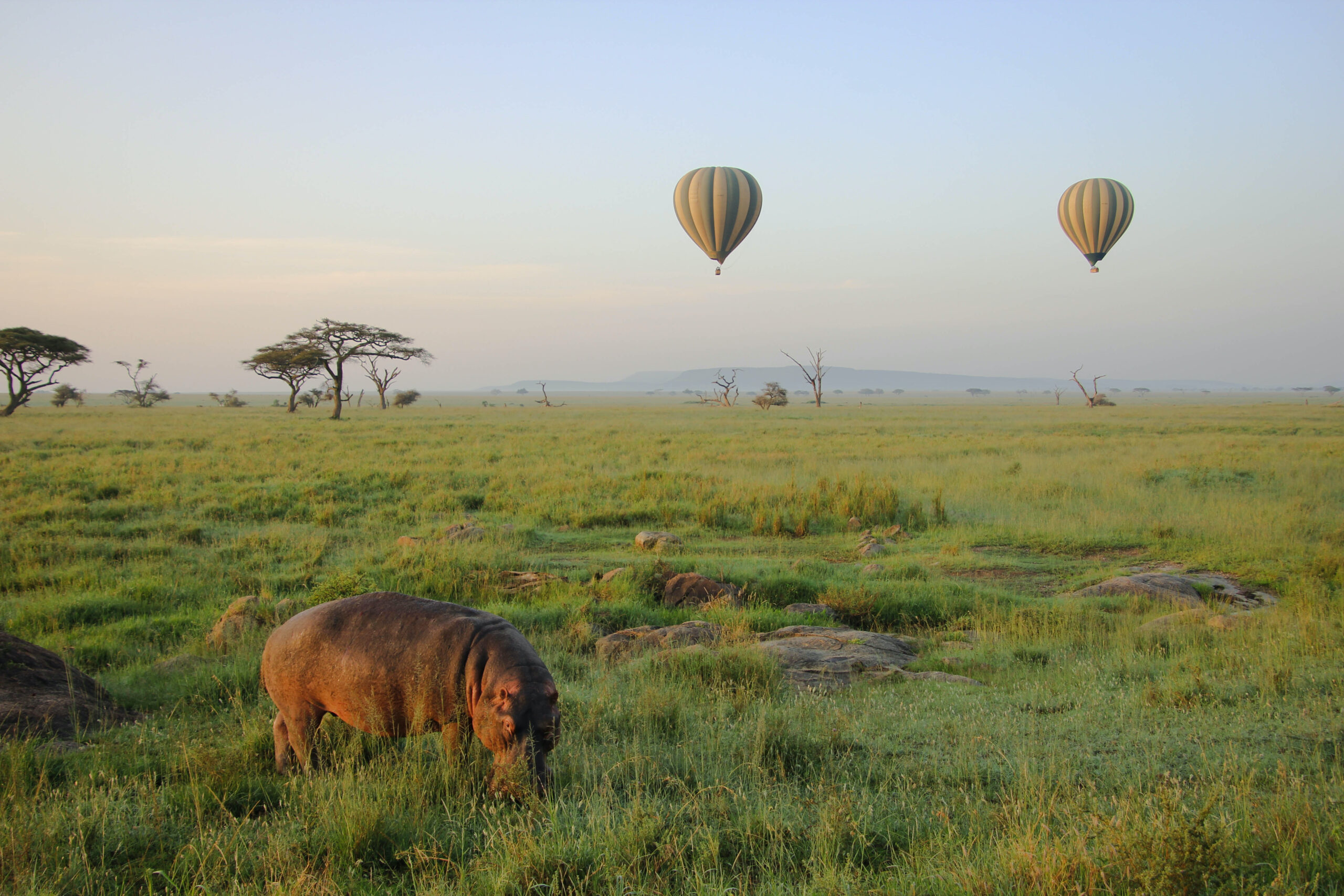 Budget Twin Migration Kenya