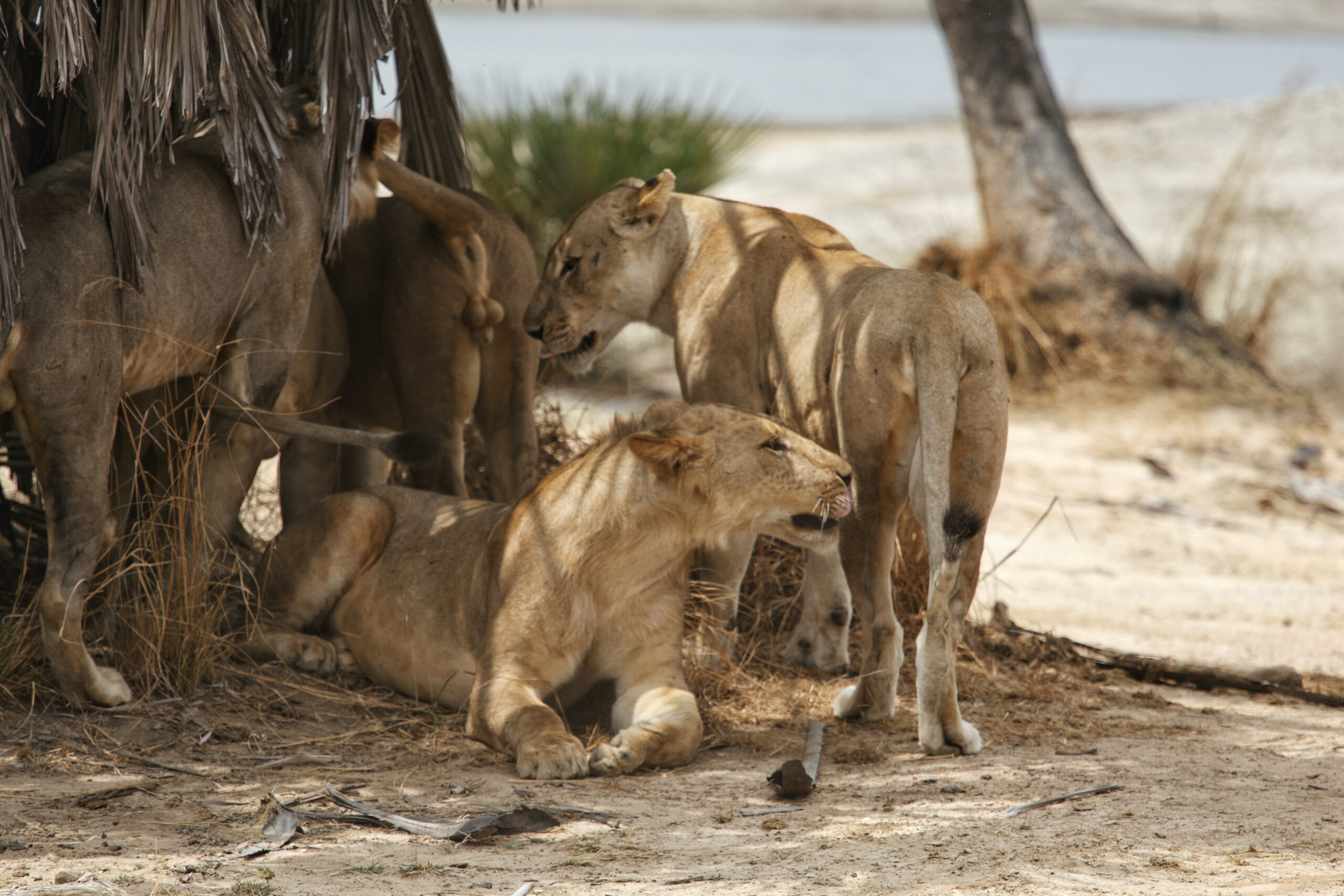 Safari in Nyerere National Park