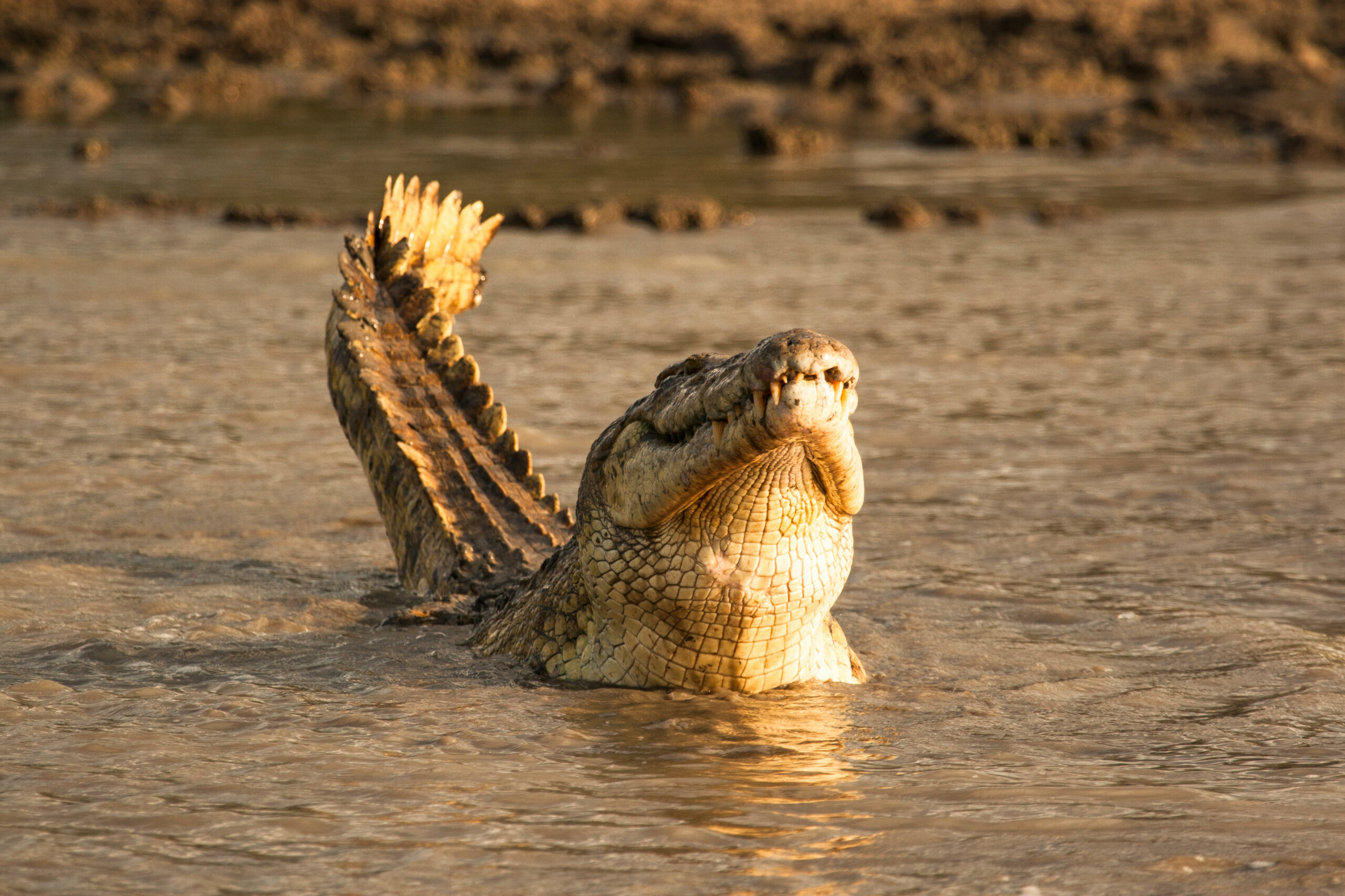 Safari in Nyerere National Park