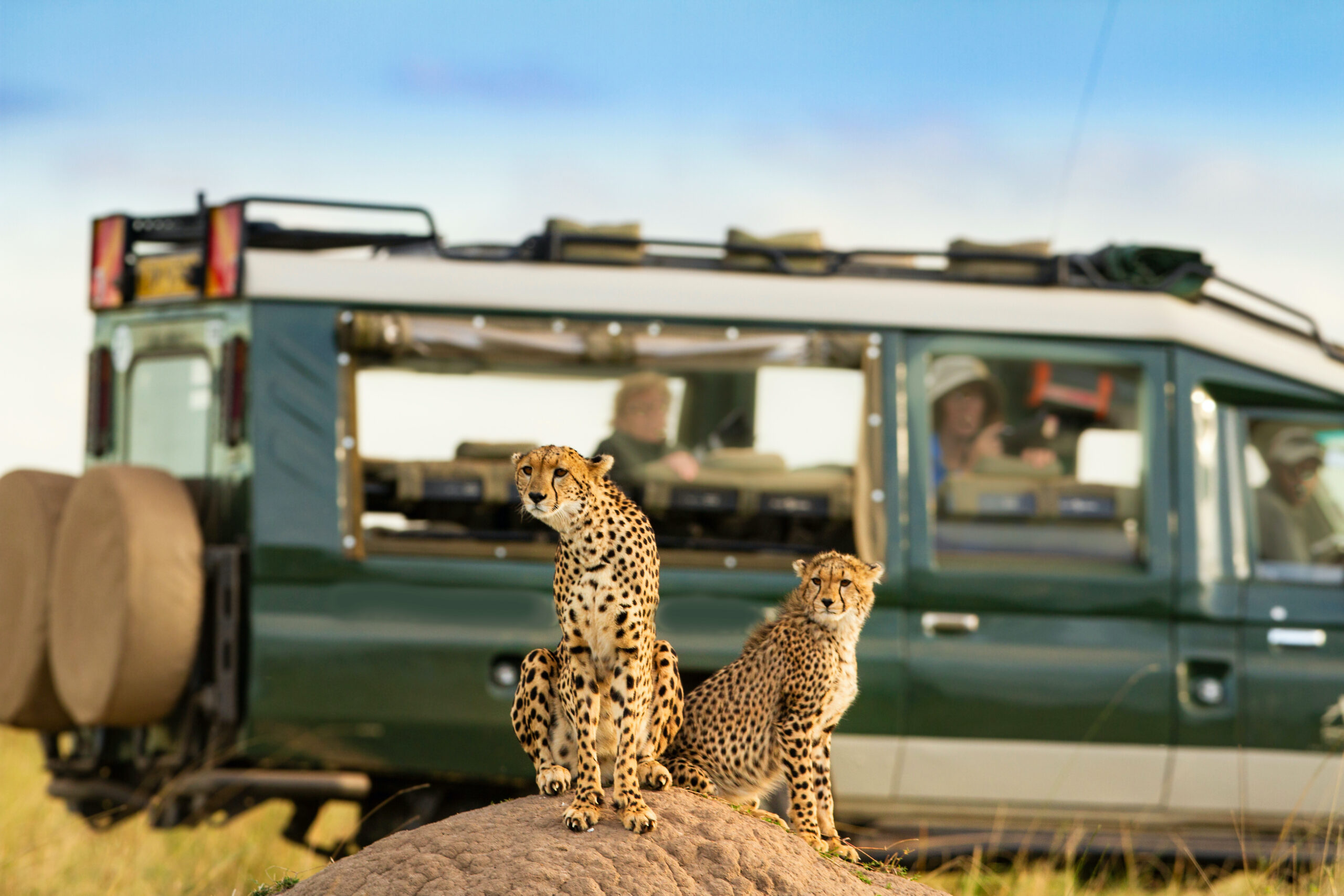 Budget Twin Migration Kenya
