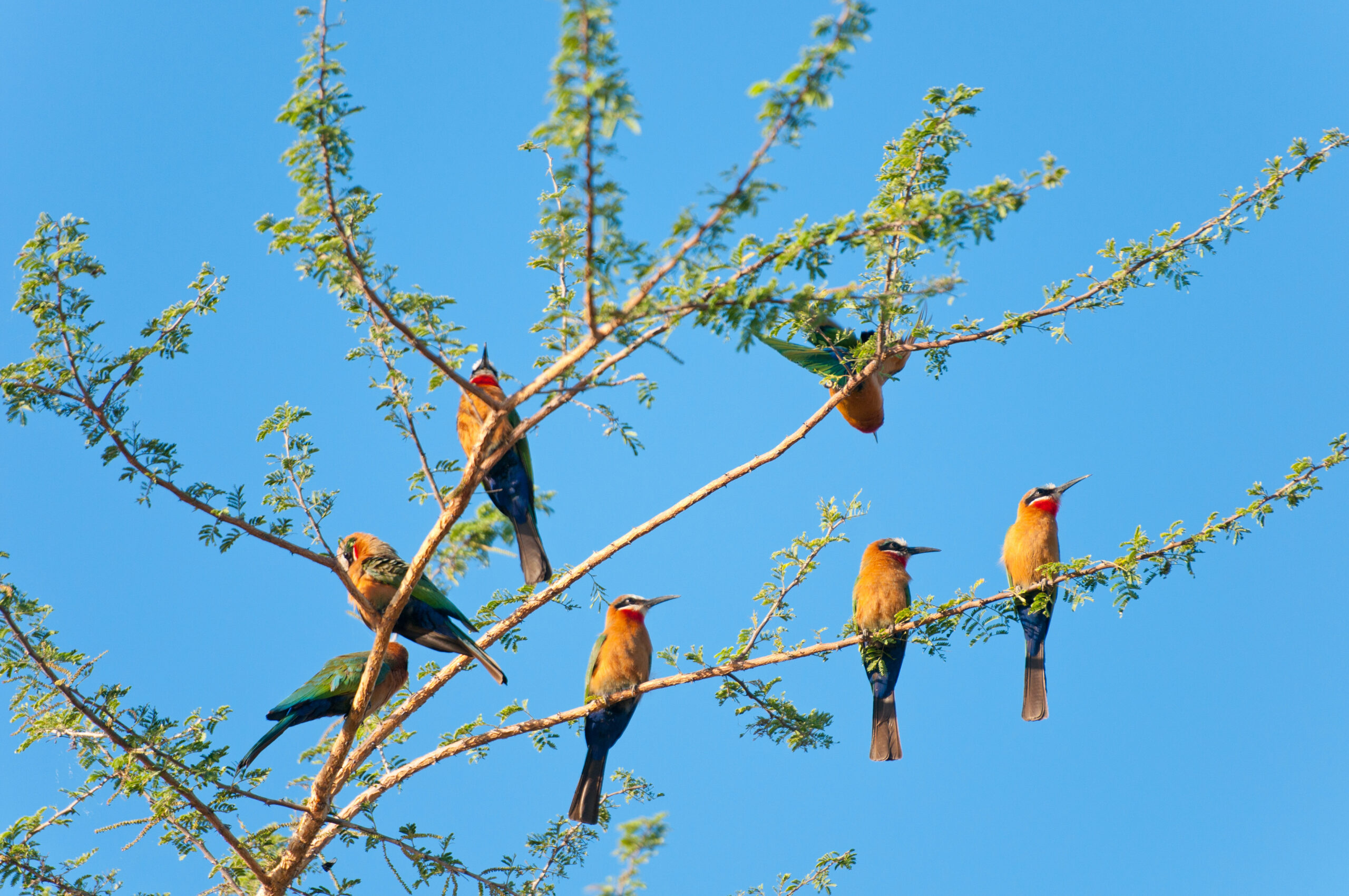 Safari in Nyerere National Park