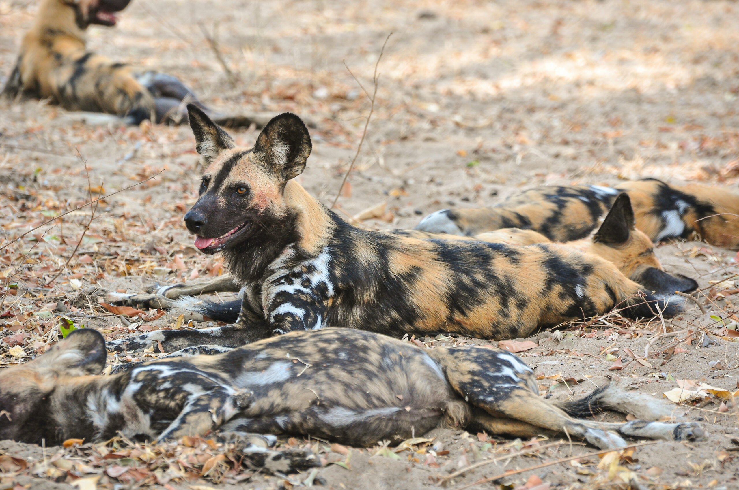 Safari in Nyerere National Park