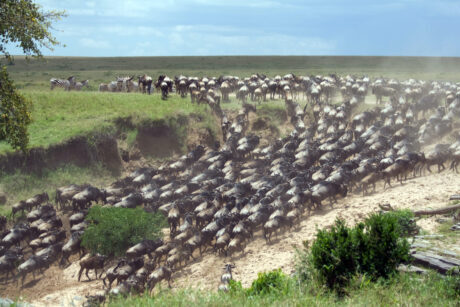 Masai Mara and Nakuru