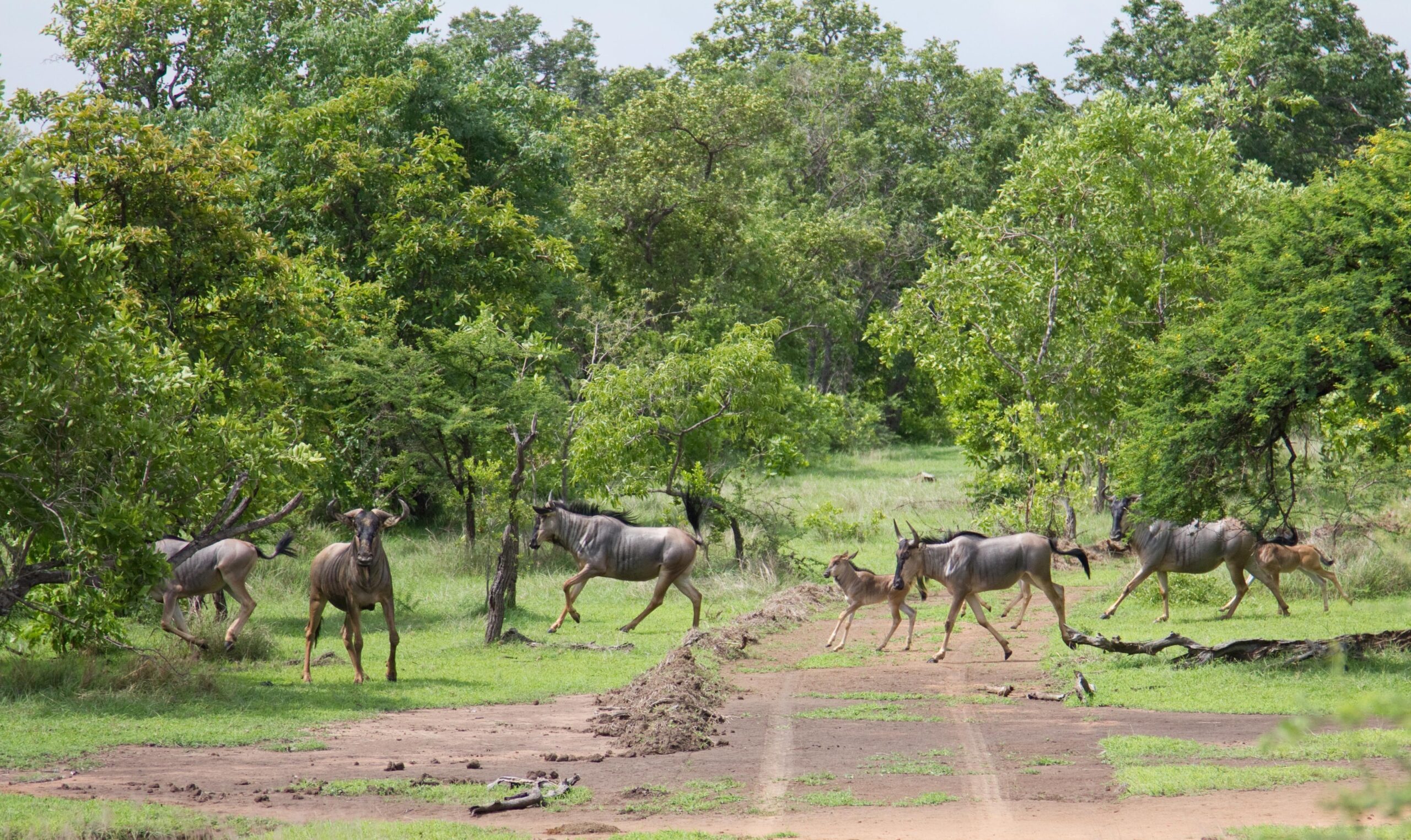 Safari in Nyerere National Park