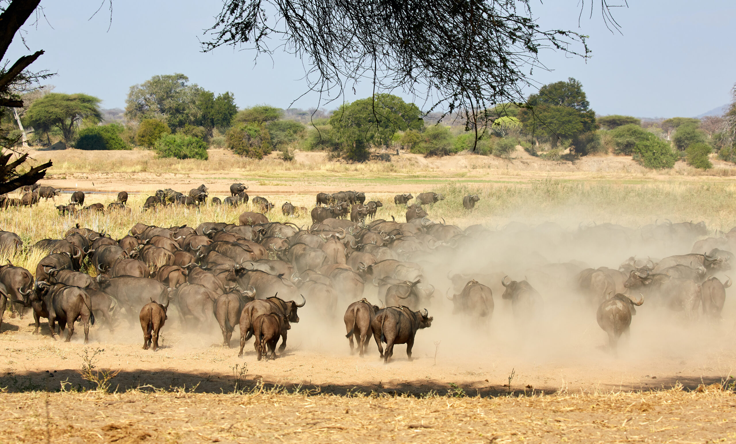 Fly Ruaha Safari