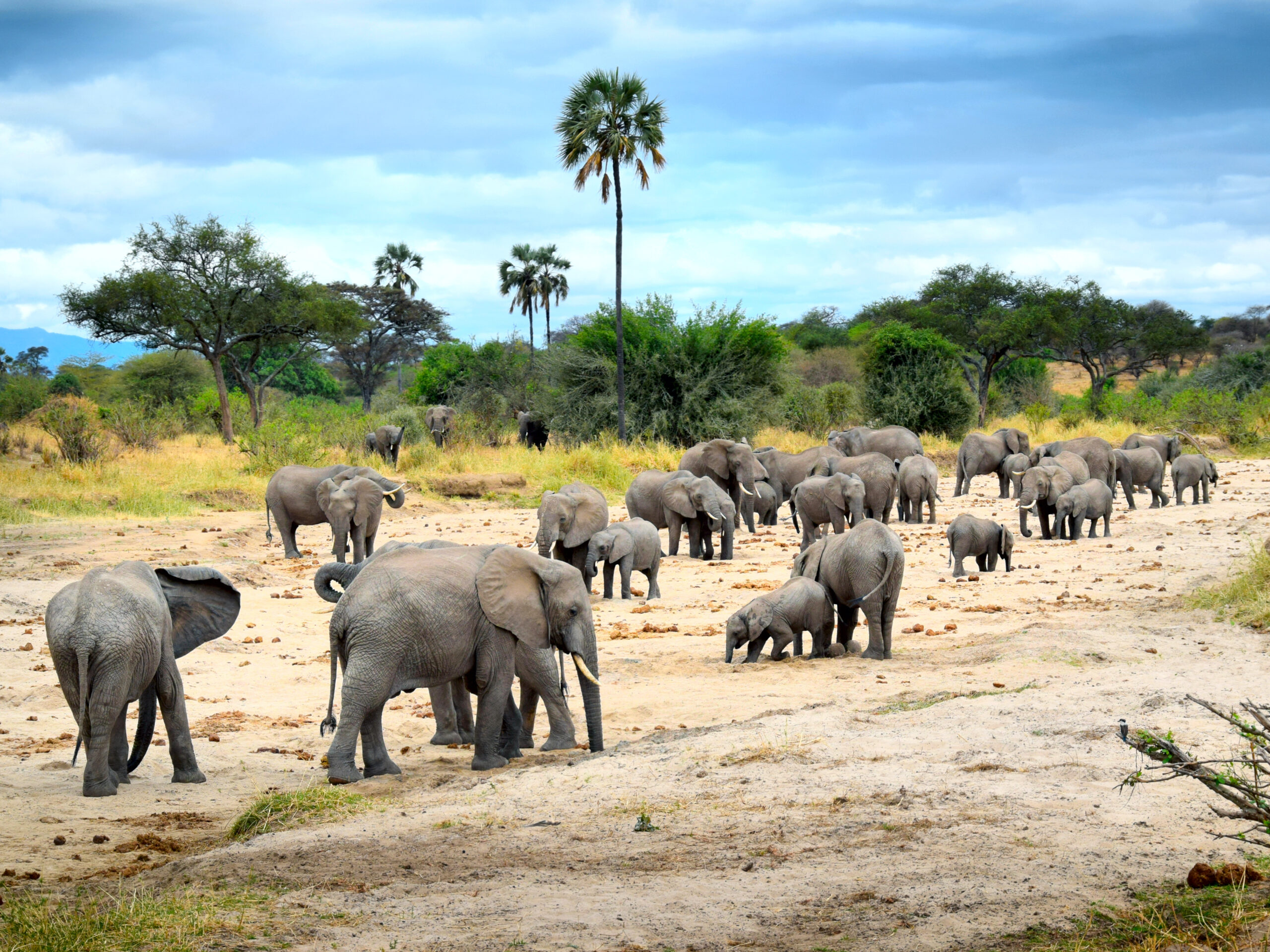 Your First Safari: What to Expect Your First Safari: What to Expect