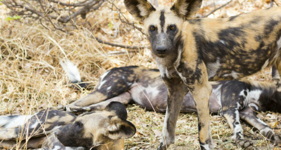 Safari in Tanzania