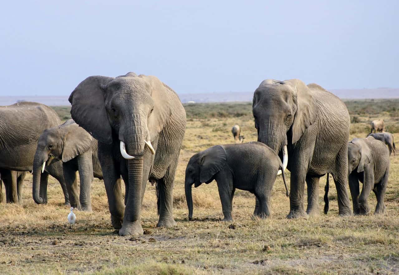Tailor-made African safaris Tailor-made African safaris