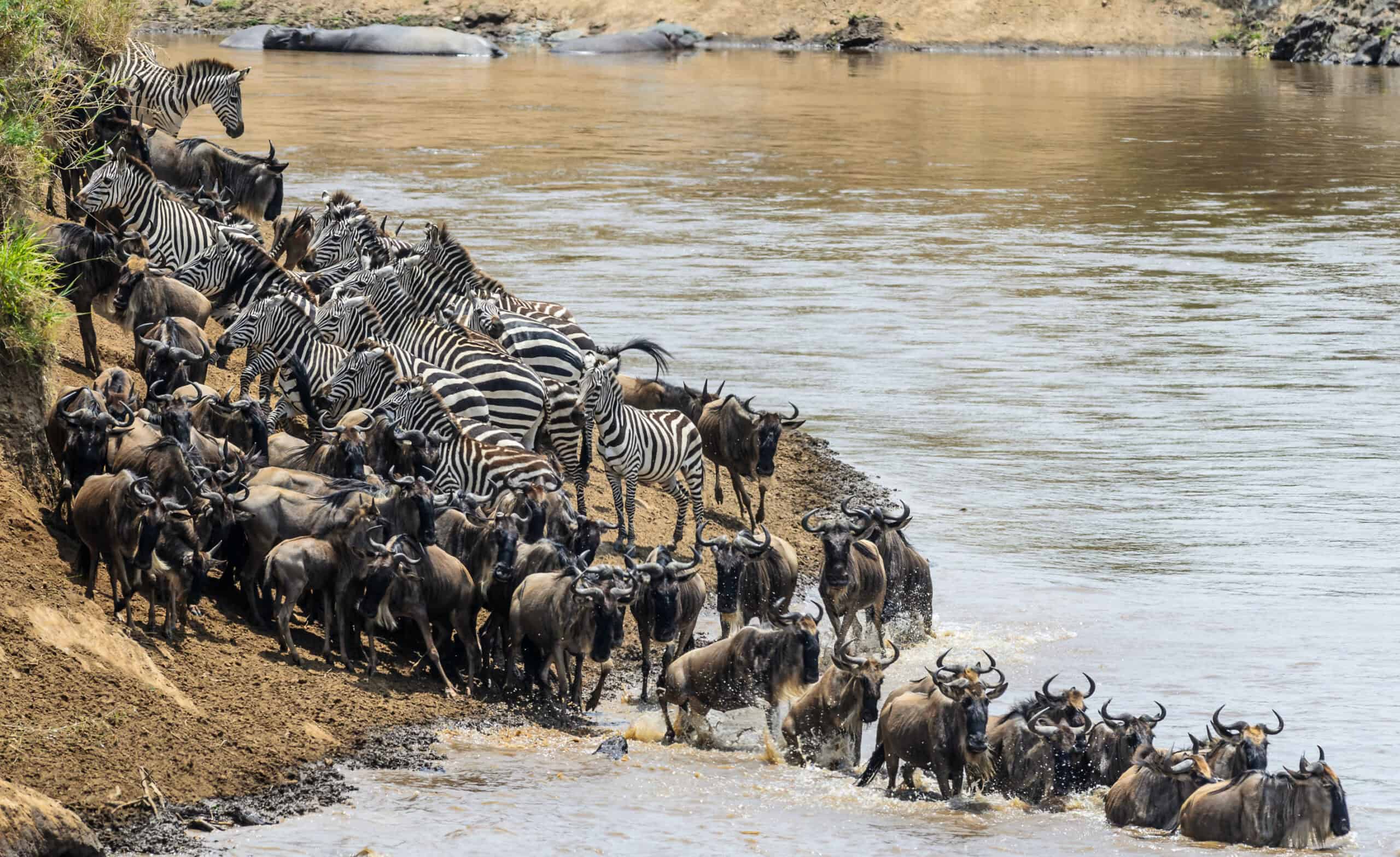 The Truth Behind the Great Migration