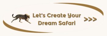 Dream Dream
