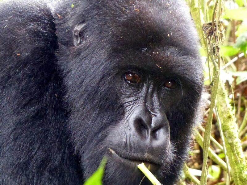 Rwanda2 Discover Rwanda