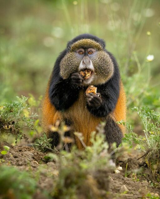 Rwanda3 Rwanda