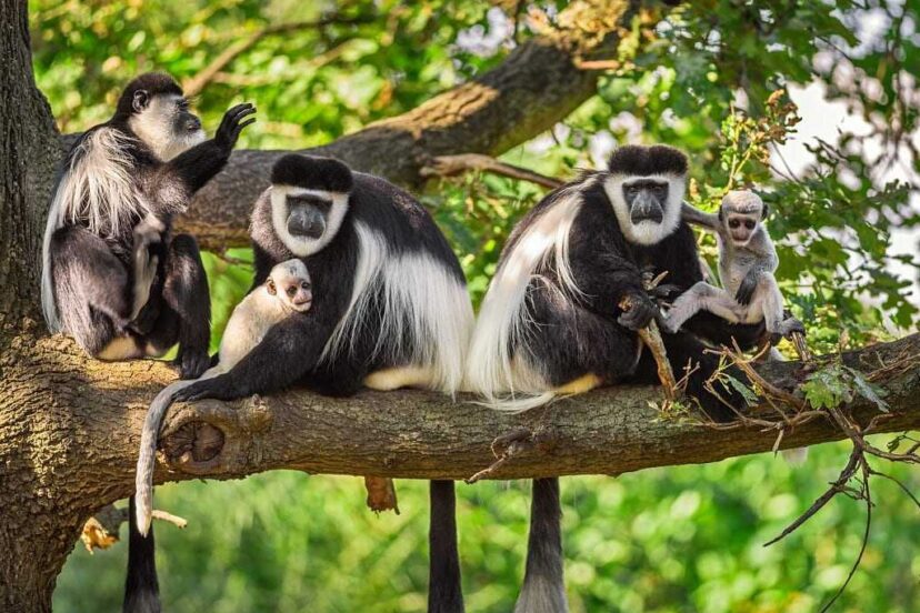 Rwanda4 Rwanda