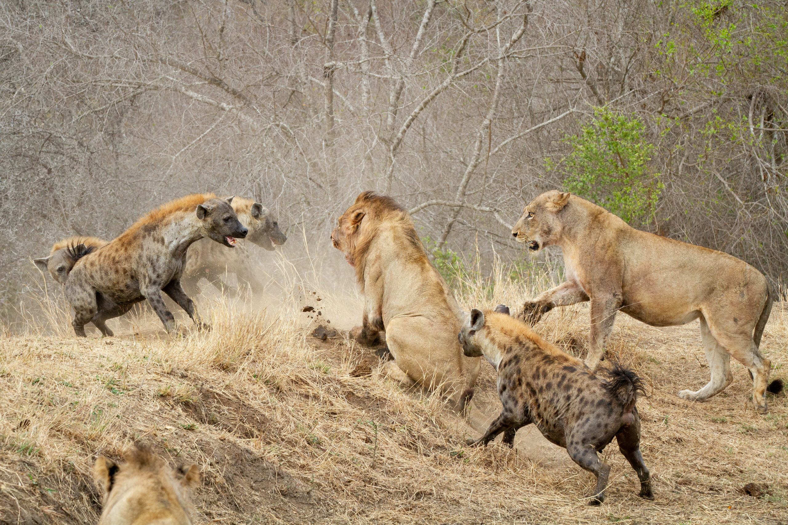Why Choose eSafari Africa? Why Choose eSafari Africa?