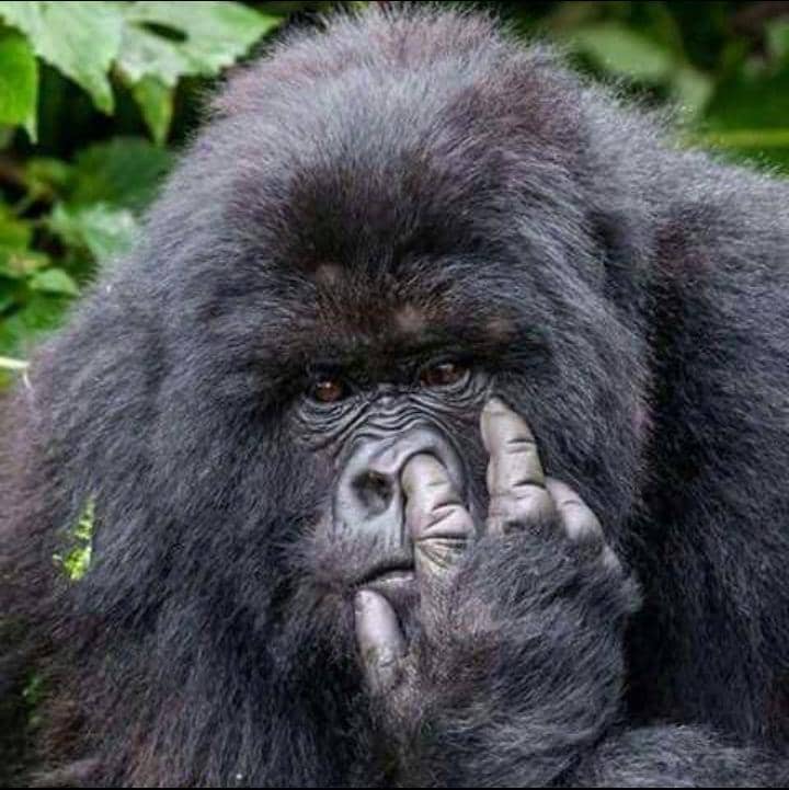 Gorilla Trekking in Uganda and Rwanda Gorilla Trekking in Uganda and Rwanda