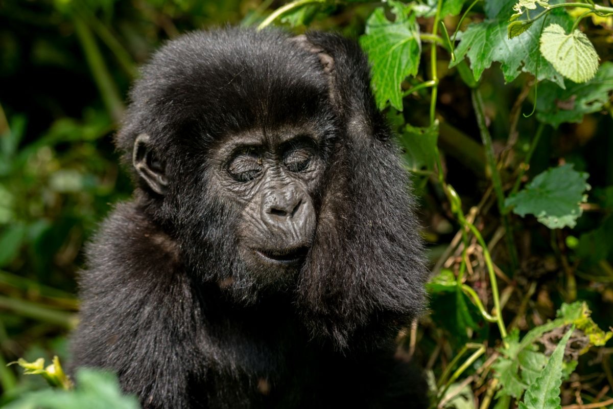Gorilla Trekking in Uganda and Rwanda Gorilla Trekking in Uganda and Rwanda