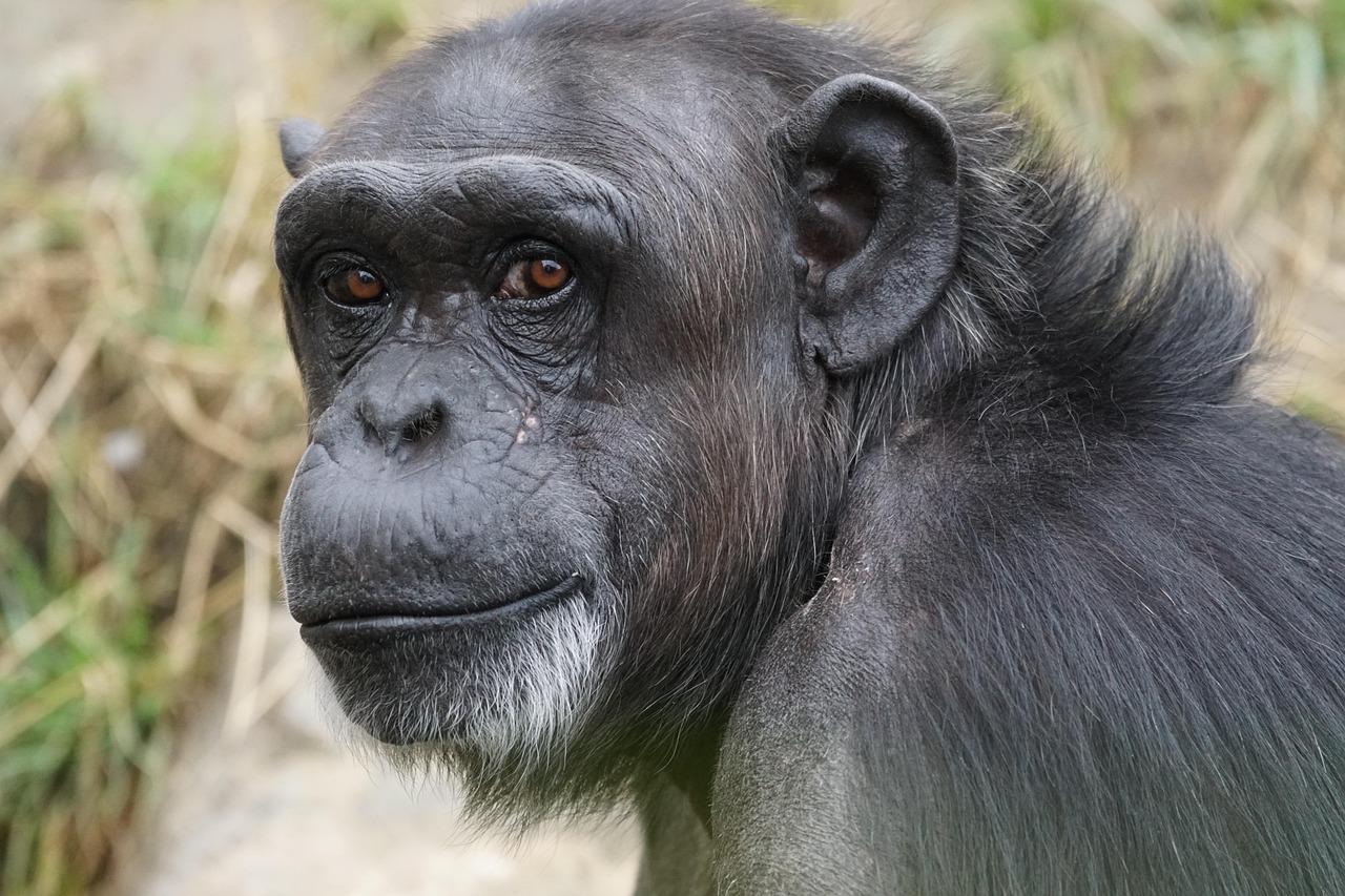 chimpanzee cost of a safari in Tanzania